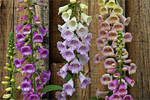 Seeds Flowers Purple Foxglove Digitalis Mix Perennial - 600 Seeds