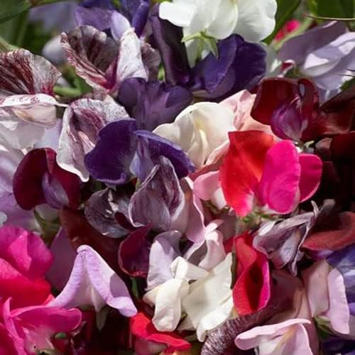 Outsidepride Old Spice Mix Sweet Pea Seeds - 200 Pcs Annual, Easy to Grow, Vine Seeds for Planting Fragrant, Long-Lasting Flowers with Free-Flowering Habit & Tall Size for Vertical Gardens