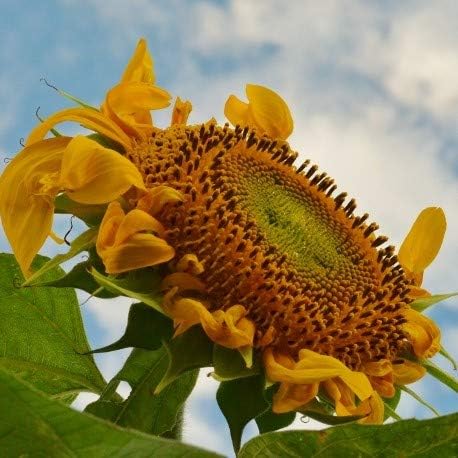 Mammoth Grey Stripe - 50 Seeds - Heirloom & Open-Pollinated Variety, Attracts Birds, Bees & Butterflies, Pollinator-Friendly Flower Seeds for Planting Outdoors in The Home Garden, Thresh Seed Company