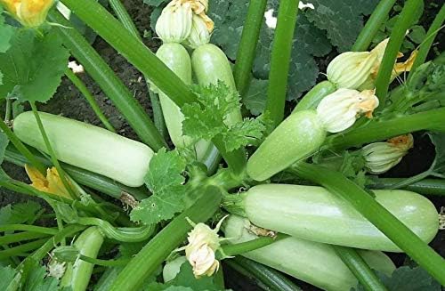Seeds4planting - Seeds Zucchini Bush Type White Heirloom Vegetable Non GMO