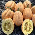 Park Seed Baked Potato Winter Squash Seeds – Nutty-Flavored Acorn Variety, Compact Bush Plant, Rich Tan Color, Heirloom-Quality Squash for Fall Cooking & Roasting, Pack of 20, 105 Days to Maturity