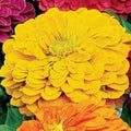 Park Seed Zinnia Seeds, Planting Flowers, Easy to Grow, Non-GMO, Perfect for Spring Garden, Park's Picks Yellow, Pack of 50