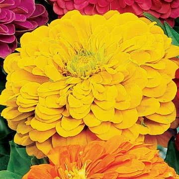 Park Seed Zinnia Seeds, Planting Flowers, Easy to Grow, Non-GMO, Perfect for Spring Garden, Park's Picks Yellow, Pack of 50