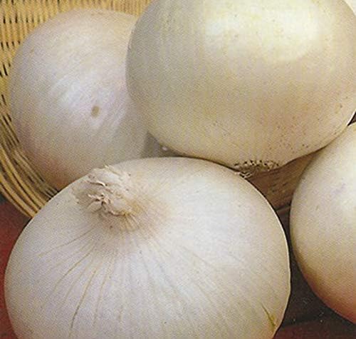 Onion White Queen Giant Seeds (Allium cepa) Heirloom Vegetable for Planting Non GMO