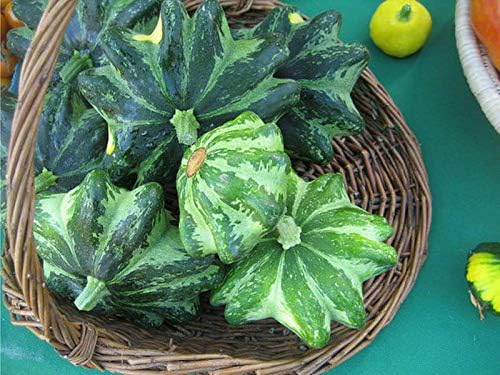 CEMEHA SEEDS - Seeds Scallopini Squash Patty Pan Zucchini Green Non GMO Vegetable for Planting
