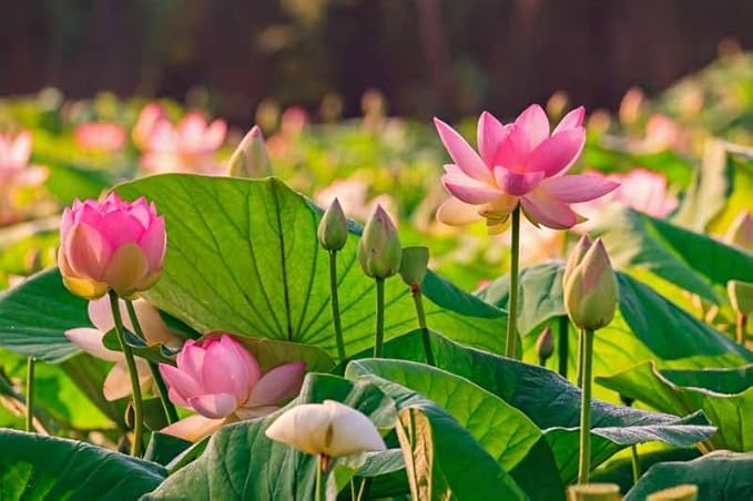 20 Lotus Seeds for Planting in Water – Precut Mixed Color Lotus Flower Seeds – Water Lily Plant for Indoor Bonsai Bowl, Outdoor Ponds & Water Gardens