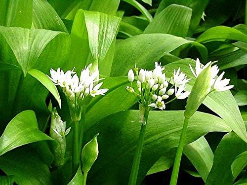 Wild Garlic Ramsons Bear Leek Wild Onion Seeds for Planting 100+ Non-GMO Seeds Herbs & Vegetable Garden