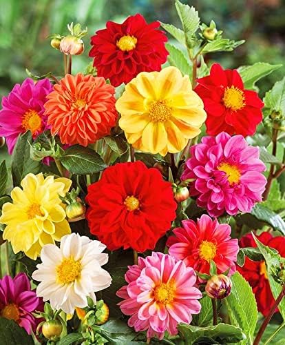 KIRA SEEDS - Seeds Double Dahlia Mix - Annual Flowers for Planting - GMO Free