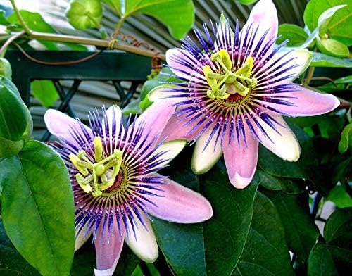 Seeds Flowers Passionflower Purple Perennial Exotic - 3 Seeds