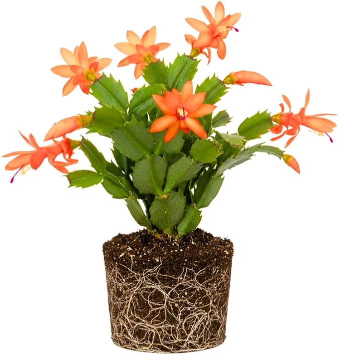 Orange Christmas Cactus Plants Live, Size 3-6" Christmas Cactus Plant, Colorful Holiday Houseplant Flowering Succulent Live Plants for Planting, Well Rooted, No Pot