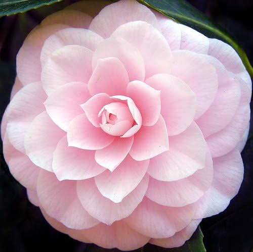 100 Mixed Colors Double Camellia Impatiens (Balsam/Lady Slipper/Touch Me Not) Impatiens Balsamina Flower Seeds