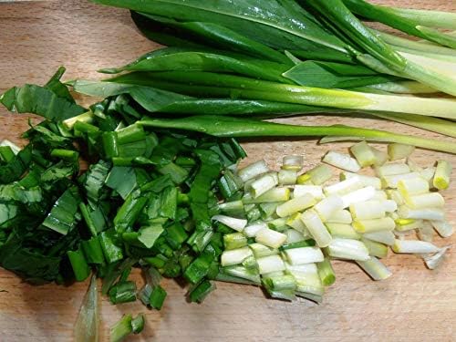 Wild Garlic Ramsons Bear Leek Wild Onion Seeds for Planting 100+ Non-GMO Seeds Herbs & Vegetable Garden