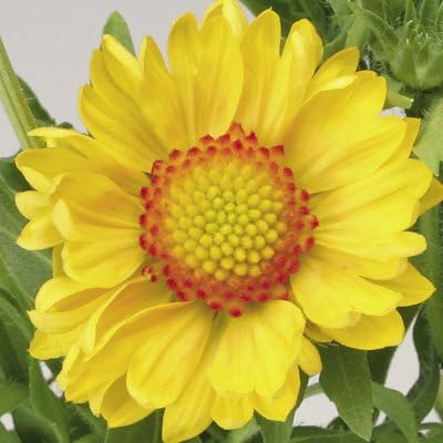 100 Yellow GAILLARDIA (Blanket Flower/Indian Blanket) Gaillardia Aristata Flower Seeds