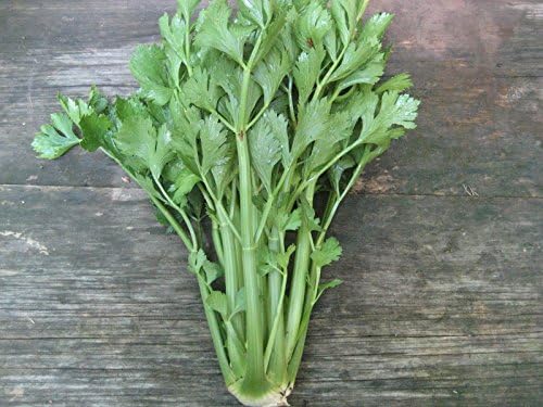 Celery Tall Utah Great Heirloom Vegetable ~ Bulk Wholesale 1 LB Seeds
