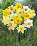 Daffodil Mixture - Narcissus Large Cupped Giant Mixture - Daylily Nursery (50)