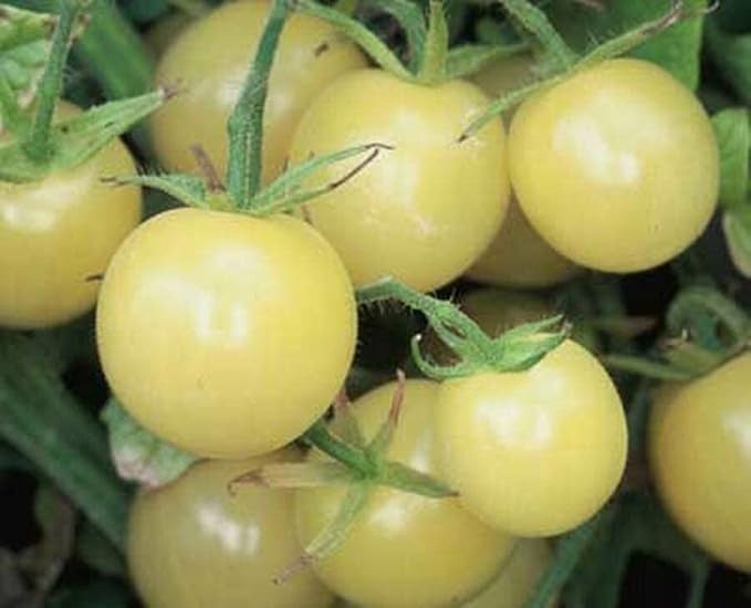 50+ Seeds Snow Cherry Tomato - Vegetable White