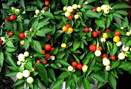 Vegetable Indoor Ornamental Pepper Las Vegas Hot Mix - 30 Seeds