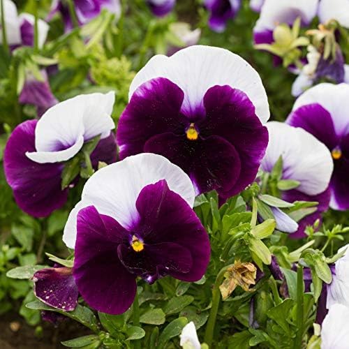 Outsidepride Purple & White Bicolor Beaconsfield Viola Pansy Seeds for Planting - 1,000 Pcs. Cold-Hardy & Pollinator Friendly Flowers with Fragrant Blooms for Garden Beds, Borders & Container Displays