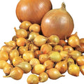 Park Seed Candy Hybrid Onion Seeds – Day-Neutral Yellow Variety, Early and Flavorful 135-Day Maturity, Grows Nationwide, Large Sweet-Savory Bulbs, Ideal for Spring Planting – Pack of 200 Seeds