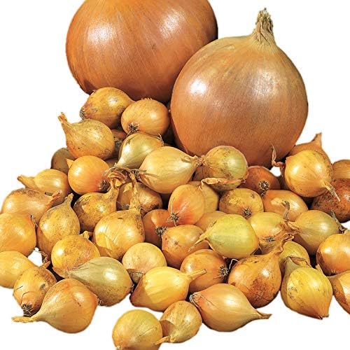 Park Seed Candy Hybrid Onion Seeds – Day-Neutral Yellow Variety, Early and Flavorful 135-Day Maturity, Grows Nationwide, Large Sweet-Savory Bulbs, Ideal for Spring Planting – Pack of 200 Seeds