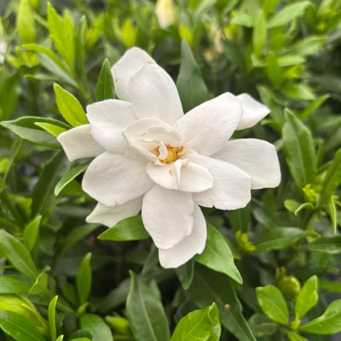 2 Maid of Orleans Jasmine Plants 4–8 Inch, Live Fragrant Jasmine Flowering Vine, Sweet Scented Blooms, Easy Care Indoor or Outdoor