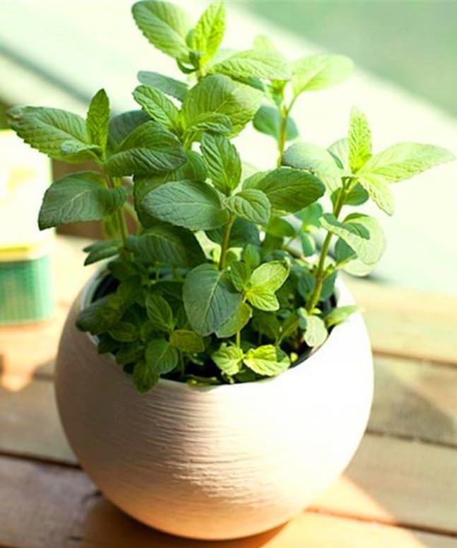 Seeds4planting - Seeds Marjoram Heirloom Herbs Non GMO 1000 Seeds