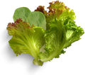 Gardeners' Choice Products Heirloom Cutting Mix Lettuce - Complete Seed Pod Plugs with Plant Food - 10 Pods for Hydroponic Gardens, Click and Grow, Lettuce Grow and Outdoor Gardens