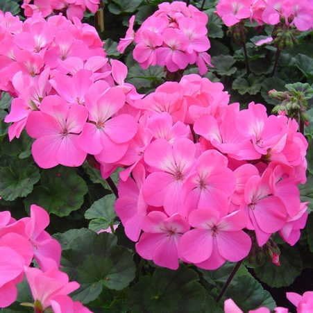 Park Seed Geranium Flowering Plant Seeds, Nano Pink Compact Variety with Full-Sized Blooms on Petite Plants, Great for Indoors or Small Spaces, Pack of 10