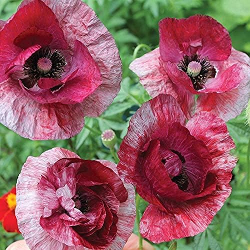 Park Seed Poppy Flower Plant Seeds, Easy to Grow, Perfect for Spring Garden, Poppy Raspberry Ripple, Pack of 500