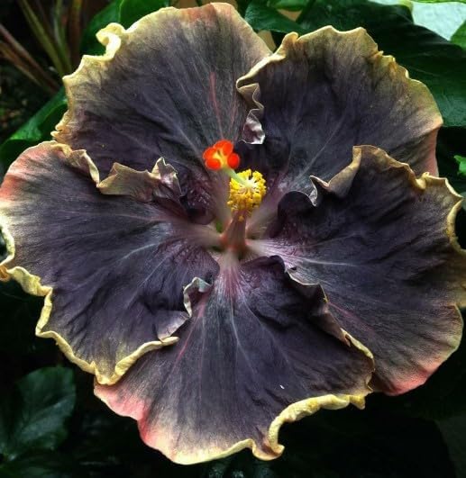 30PCS Rare Black Rainbow Hibiscus Seeds - Stunning Black Blooms for Colorful Gardens