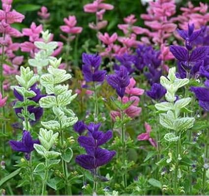 Baptisia (False Indigo) Seeds 300pcs– Non-GMO Perennial Flower Seeds –Hardy Ornamental Plant for Garden & Landscape