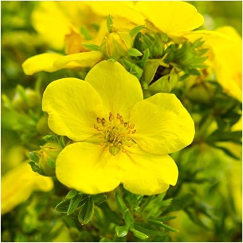 Seed Needs Perennial Wildflower Seed Mix | 2 Ounce 30,000+ Seeds 16 Species Perennial Seeds for Planting | Pollinator Garden Favorites Include Lupine, Blanket Flower, Black Eyed Susans | Bulk