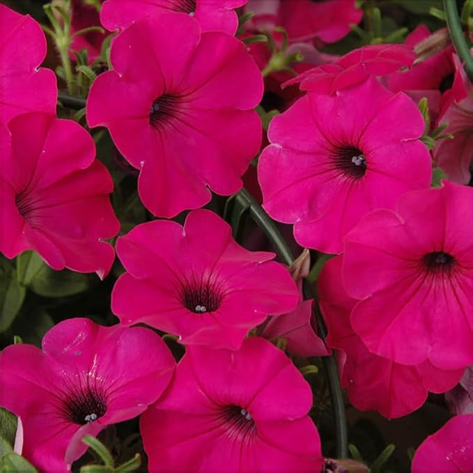 250+ Mixed Petunia Hybrida Flower Seed for Planting Outdoor Non GMO