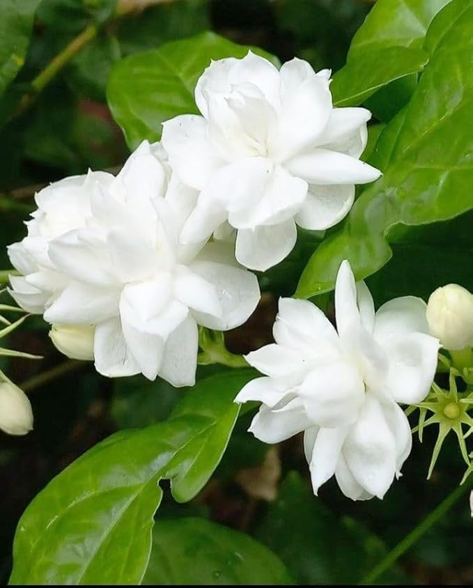 100+ Climbing Jasmine Flower Seeds for Planting-Non-GMO Jasmine Gardenia Plant Fragrant Flower Garden Home