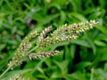 200 TER'S Barnyard Grass Wetland Ornamental Echinochloa Walteri Seeds