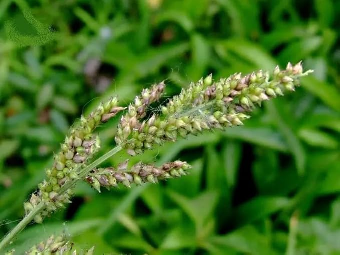 200 TER'S Barnyard Grass Wetland Ornamental Echinochloa Walteri Seeds
