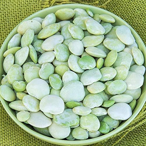 Fordhook Lima Bean Seeds - 100 Count Seed Pack - Consistent Performer in Vegetable Gardens -Country Creek LLC