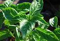 Basil Seed- Sweet 100 Count Beans n Sprouts Brand. Home Gardening.…