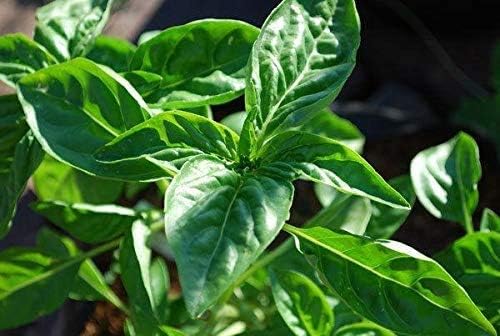 Basil Seed- Sweet 100 Count Beans n Sprouts Brand. Home Gardening.…