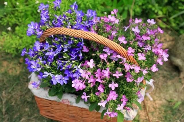 1000+ Mix Creeping Thyme Seeds for Planting, Thymus Serpyllum Heirloom, Ground Cover Plants Easy to Plant and Grow, Purple Red Green Blue Purple White Flowers