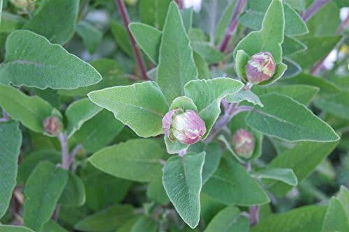 Sage (Salvia Officinalis) Great Garden Heirloom Herb 100 Seeds