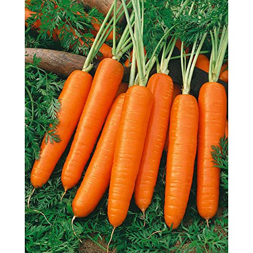 Non GMO Scarlet Nantes Carrot (1/4 Lb)