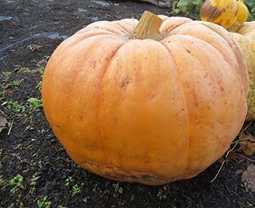 SeedsUP - 10+ Seeds Pumpkin Titan Weight 200 lbs - Vegetable Orange