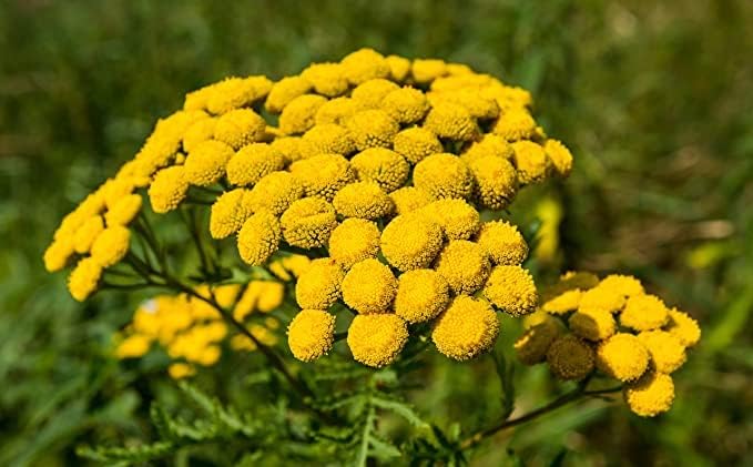 Organic Tansy Seeds (Tanacetum vulgare) 500 Seeds (0.1 Grams)