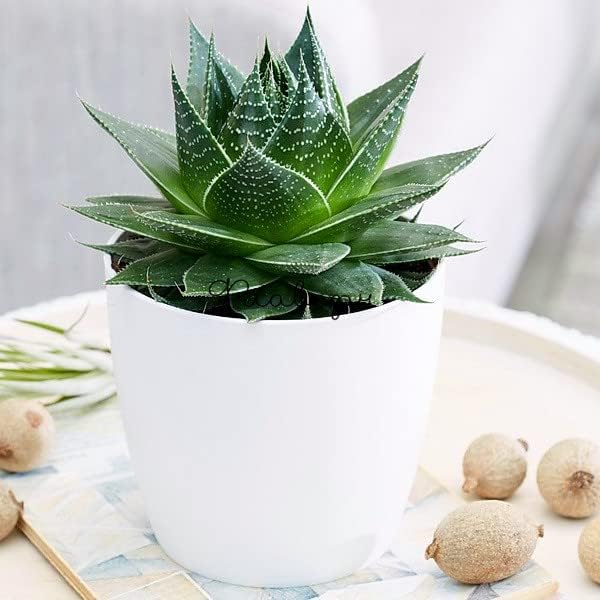 Houseplant Potting Mix, Fertilized, Perlite Soil for All Types of Indoor House Plants and Tropical Plant 1 qt