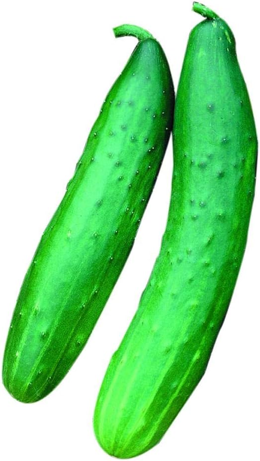 Park Seed Variety of Cucumber Seeds, Planting Cucumbers, Vegetable Seeds, Easy to Grow, Non-GMO, Perfect for Harvesting, Garden Sweet Burpless, Pack of 30