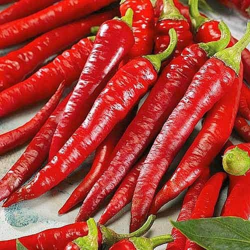 40+ Seeds Hot Chili Pepper Fire - Vegetable Red