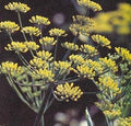 Fennel Florence Foeniculum vulgare 2,500 Seeds