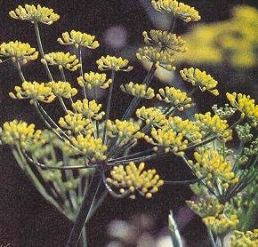 Fennel Florence Foeniculum vulgare 5,000 Seeds