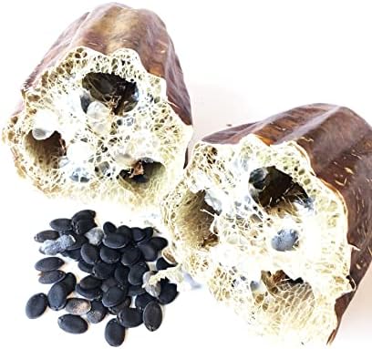 Organic Luffa Gourd Seeds (Luffa acutangula) 10 Seeds (0.2 Grams) - Loofah, Loofa, Luffah Gourd - Edible and Grow to Make Your Own Sponges - Sponge Gourd Seeds by Smoke Camp Crafts